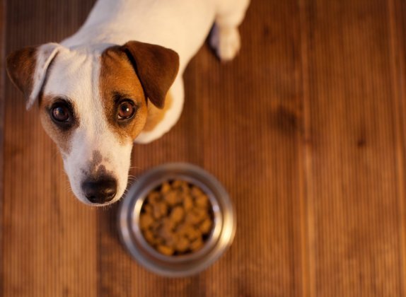 alergia alimentaria en perros