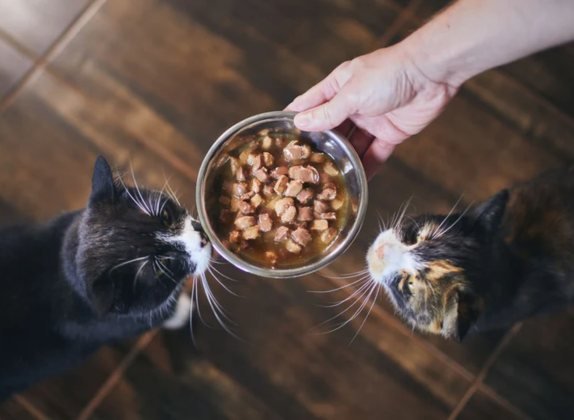 alimento húmedo para gatos