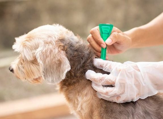 antigarrapatas para perros