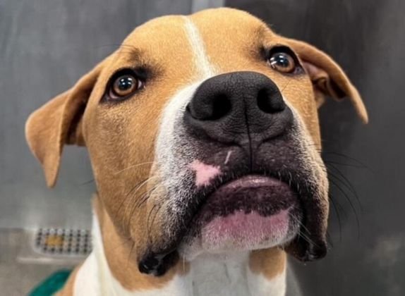 cáncer de piel en perros