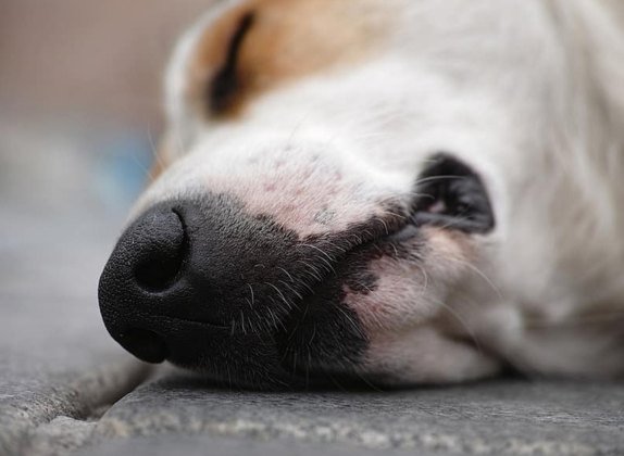 cuando un perro muere