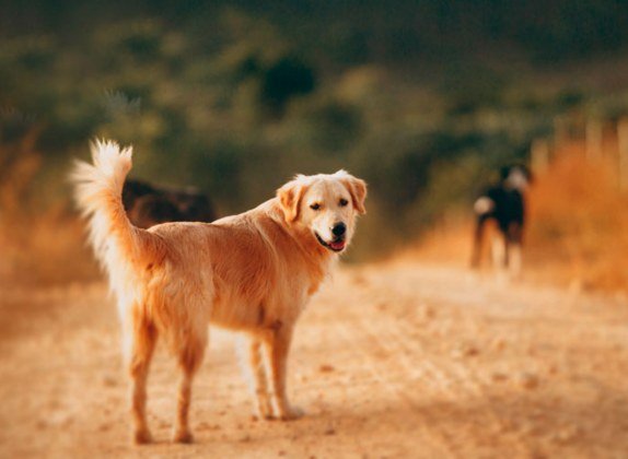 cuanto cuesta cremar un perro