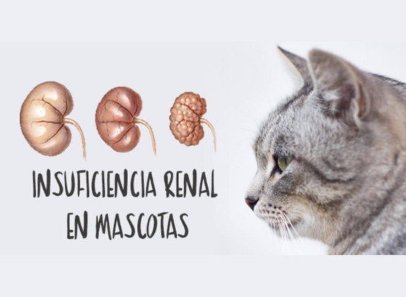 insuficiencia renal en gatos