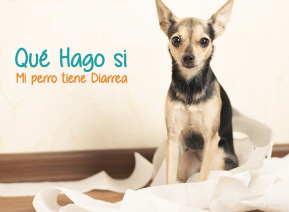 mi perro tiene diarrea