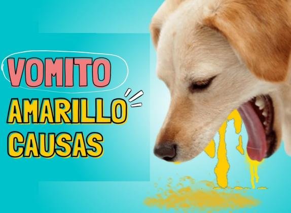 por qué mi perro vomita amarillo