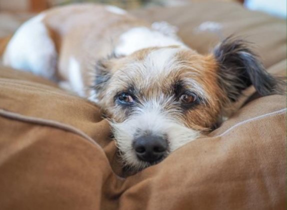 que le puedo dar a mi perro para el dolor