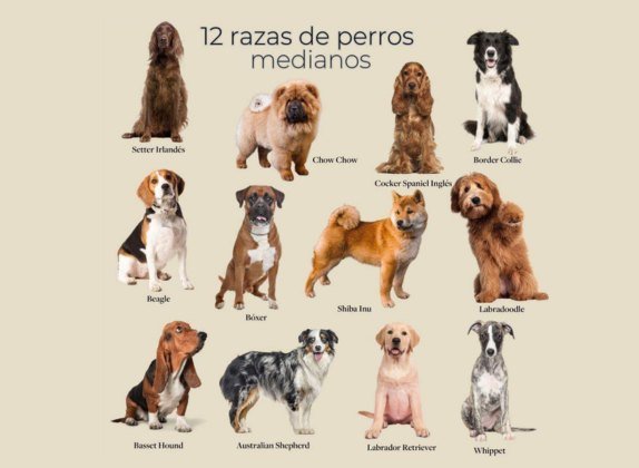 razas de perros medianos pelo corto