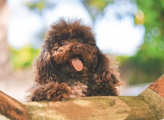 razas de perros peludos medianos