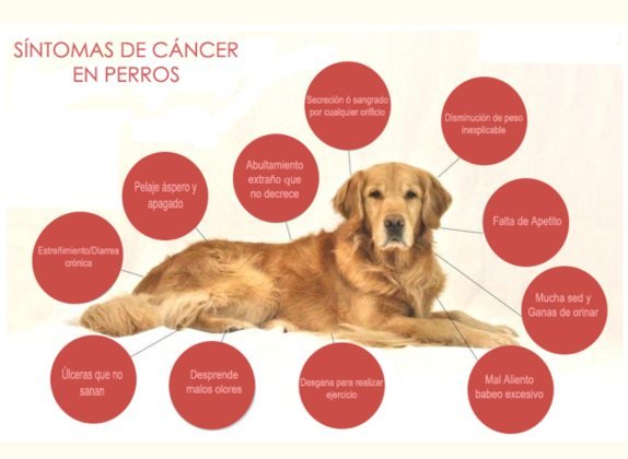 síntomas de cáncer en perros